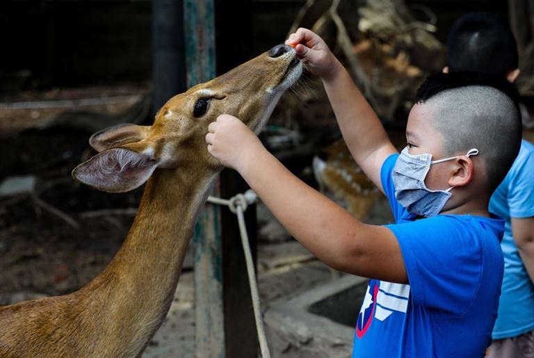 Khu vườn thú của Thạch Lâm Viên đã sưu tầm nhiều loại thú như lợn rừng, nhím, sóc, chim công,... để khách du lịch tìm hiểu, khám phá. 