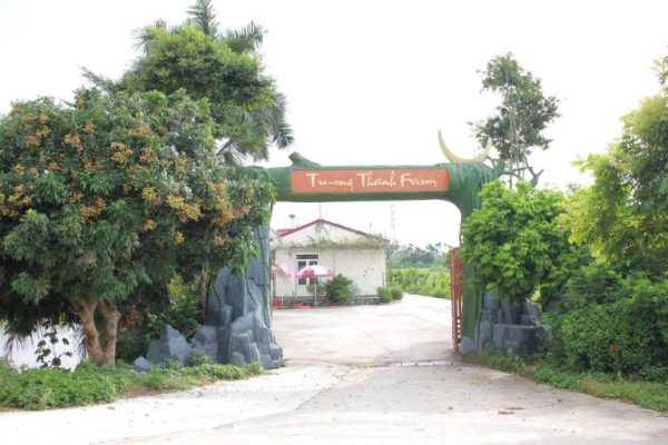 Cung đường dẫn vào Trường Thành Farm - An Lão mang vẻ đẹp mộc mạc đặc trưng vùng quê.
