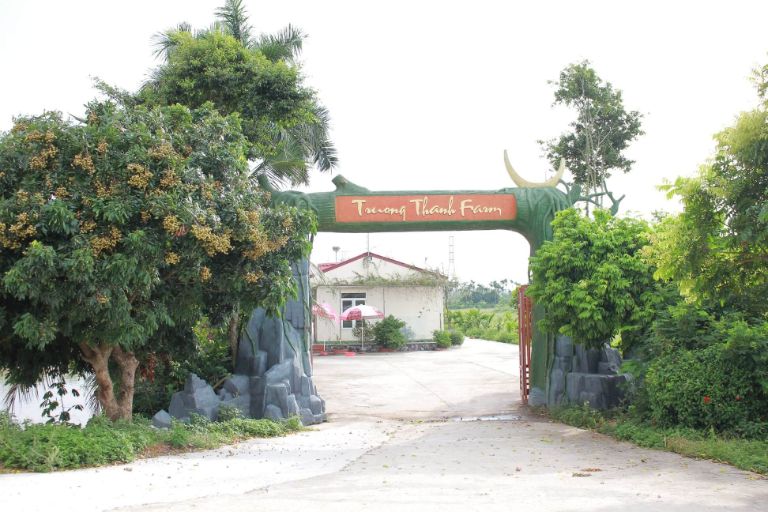 Cung đường dẫn vào Trường Thành Farm - An Lão mang vẻ đẹp mộc mạc đặc trưng vùng quê.