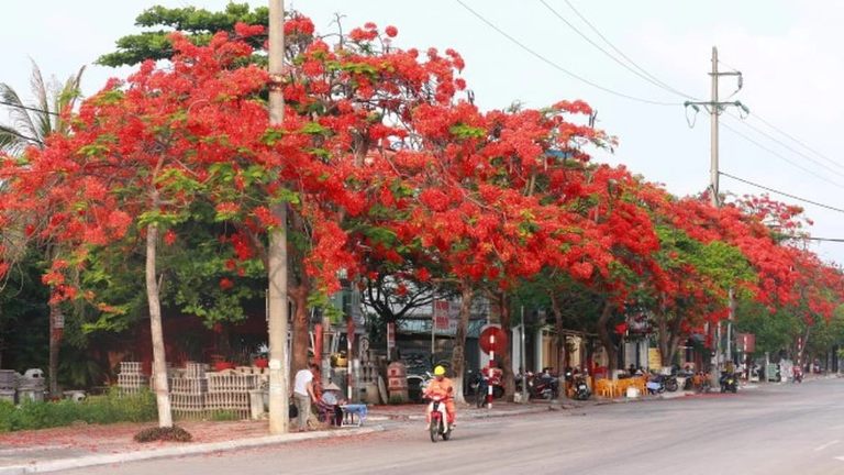 Con phố rực rỡ sắc đỏ mùa hoa phượng – biểu tượng tuổi học trò và mùa hè Hải Phòng.