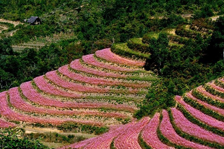 Hoa tam giác mạch nở rộ báo hiệu mùa đẹp nhất trong năm của cao nguyên đá Hà Giang.