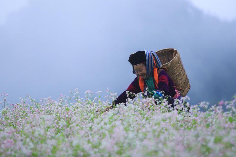 Hoa Tam giác mạch phủ hồng Cao nguyên đá Đồng Văn, tạo nên khung cảnh lãng mạn giữa núi non Hà Giang.