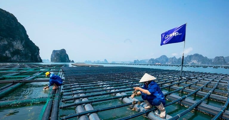 Vùng nguyên liệu Quảng Ninh